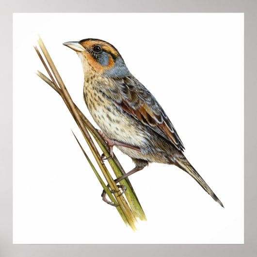 Saltmarsh Sparrow Poster (Voorkant)