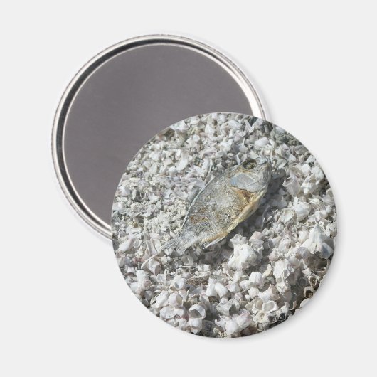 Salton Zee Magneet (Voorkant / Achterkant)