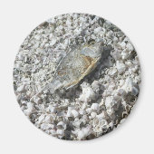 Salton Zee Magneet (Voorkant)