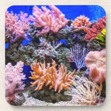 Saltwater Aquarium - Coral Reef