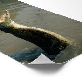 Saltwater Croc Poster (Hoek)