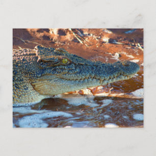 Saltwater Crocodile Briefkaart