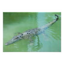 Saltwater Crocodile in Australië