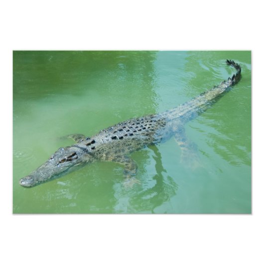 Saltwater Crocodile in Australië Foto Afdruk (Voorkant)