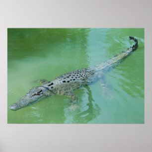 Saltwater Crocodile in Australië Poster