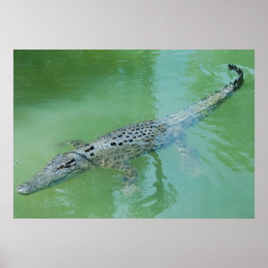 Saltwater Crocodile in Australië Poster (Voorkant)