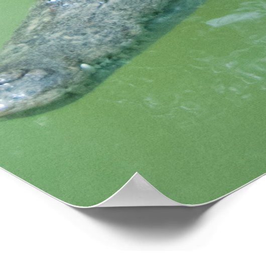 Saltwater Crocodile in Australië Poster (Hoek)