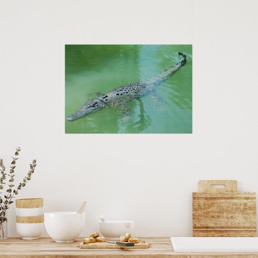 Saltwater Crocodile in Australië Poster (Keuken)