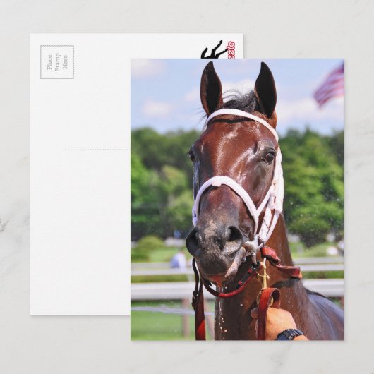 Saluda, 2 jaar oud, vuil van Congaree Briefkaart (Voorkant / Achterkant)