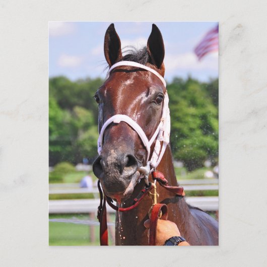 Saluda, 2 jaar oud, vuil van Congaree Briefkaart (Voorkant)