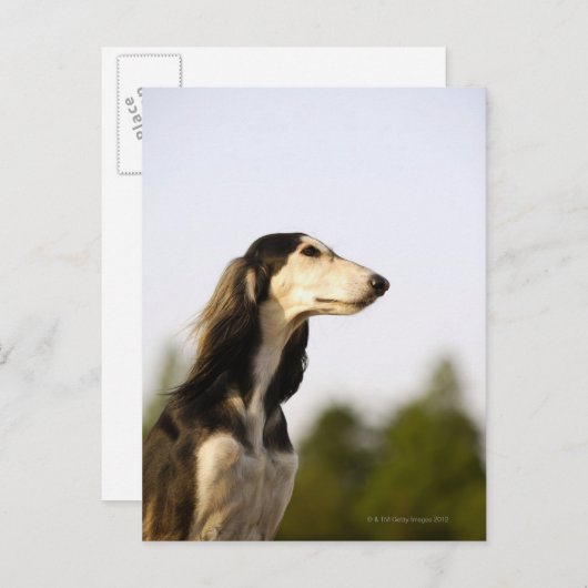 Saluki 2 briefkaart (Voorkant / Achterkant)