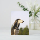 Saluki 2 briefkaart (Staand voorkant)