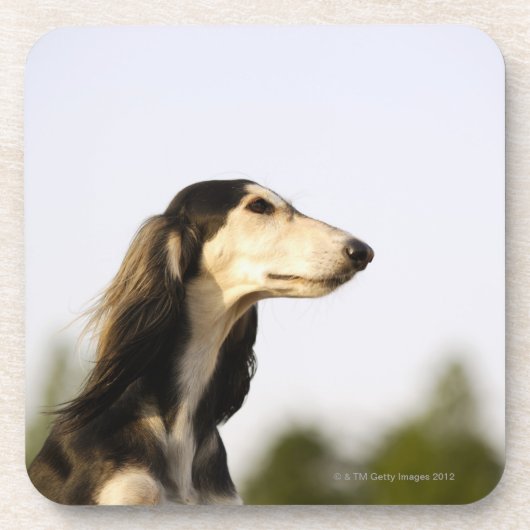 Saluki 2 onderzetter (Voorkant)