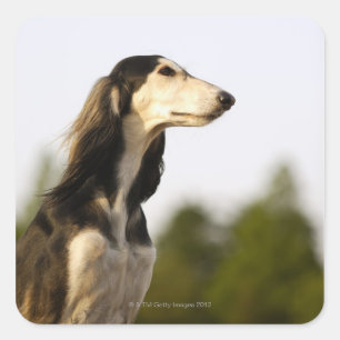 Saluki 2 vierkante sticker