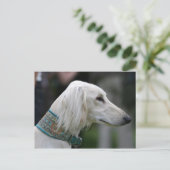 saluki briefkaart (Staand voorkant)