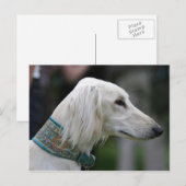 saluki briefkaart (Voorkant / Achterkant)