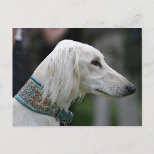 saluki briefkaart (Voorkant)