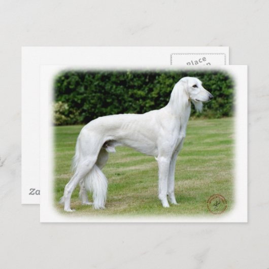 Saluki Briefkaart (Voorkant / Achterkant)