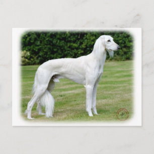 Saluki Briefkaart