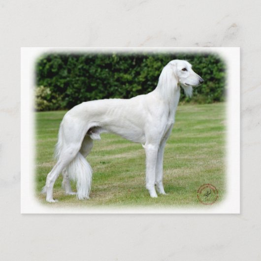 Saluki Briefkaart (Voorkant)