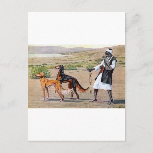 saluki briefkaart (Voorkant)