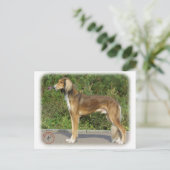 Saluki Briefkaart (Staand voorkant)