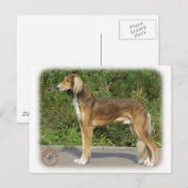 Saluki Briefkaart (Voorkant / Achterkant)