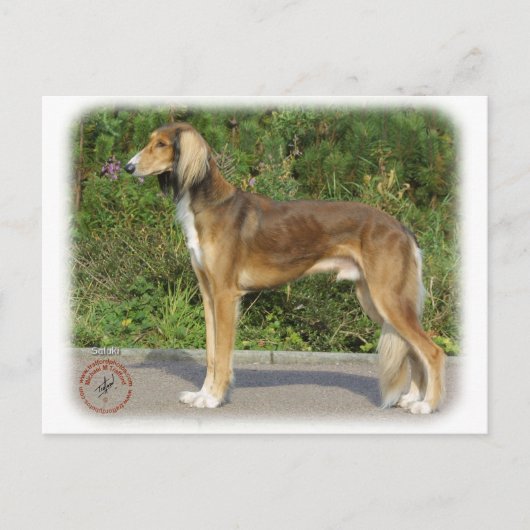 Saluki Briefkaart (Voorkant)