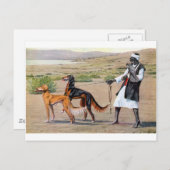 saluki briefkaart (Voorkant / Achterkant)