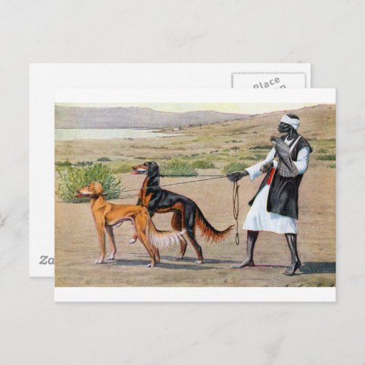 saluki briefkaart (Voorkant / Achterkant)