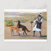 saluki briefkaart (Voorkant)