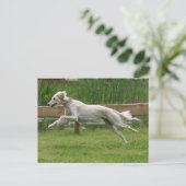 saluki briefkaart (Staand voorkant)