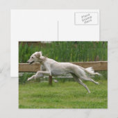 saluki briefkaart (Voorkant / Achterkant)