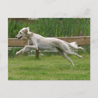 saluki briefkaart