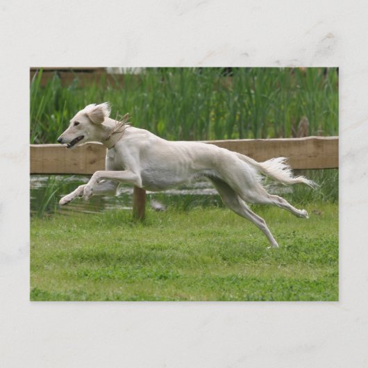 saluki briefkaart (Voorkant)