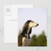 Saluki Briefkaart (Voorkant / Achterkant)