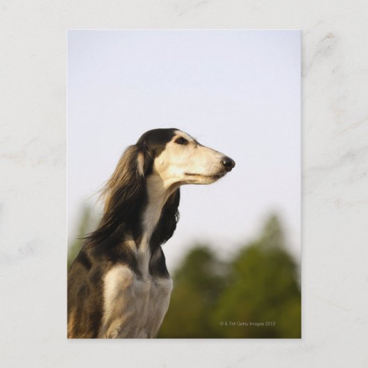 Saluki Briefkaart (Voorkant)