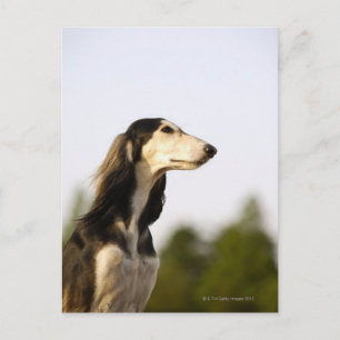 Saluki Briefkaart