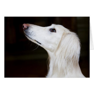 Saluki kijkt omhoog