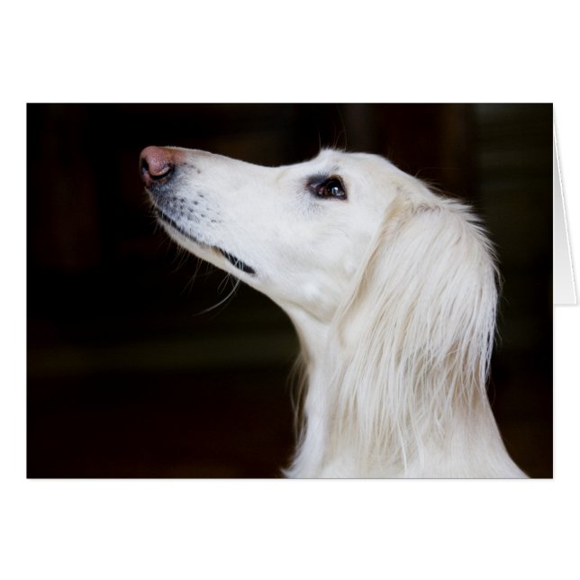 Saluki kijkt omhoog (Voorkant Horizontaal)