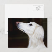 Saluki kijkt omhoog briefkaart (Voorkant / Achterkant)