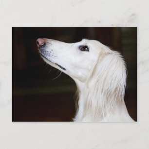 Saluki kijkt omhoog briefkaart
