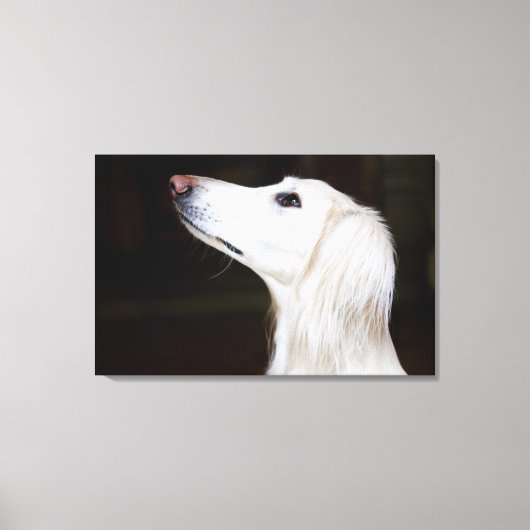 Saluki kijkt omhoog canvas afdruk (Voorkant)