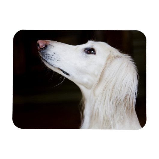 Saluki kijkt omhoog magneet (Horizontaal)