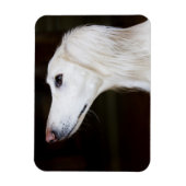 Saluki kijkt omhoog magneet (Verticaal)