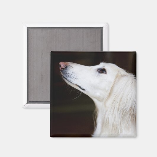 Saluki kijkt omhoog magneet (Voorkant / Achterkant)