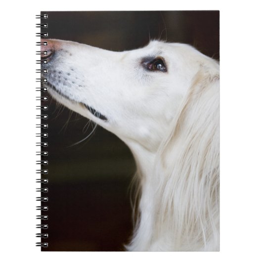 Saluki kijkt omhoog notitieboek (Voorkant)