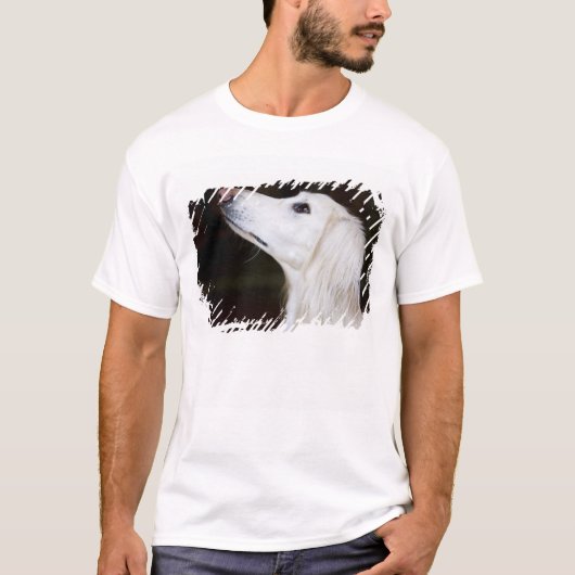 Saluki kijkt omhoog t-shirt (Voorkant)