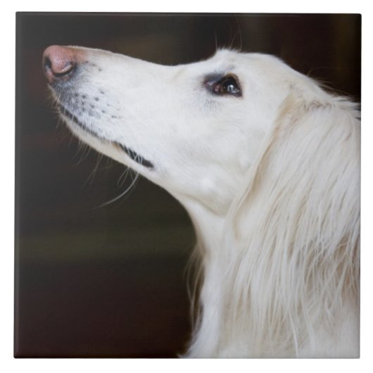 Saluki kijkt omhoog tegeltje (Voorkant)