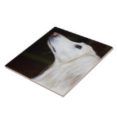 Saluki kijkt omhoog tegeltje (Zijkant)